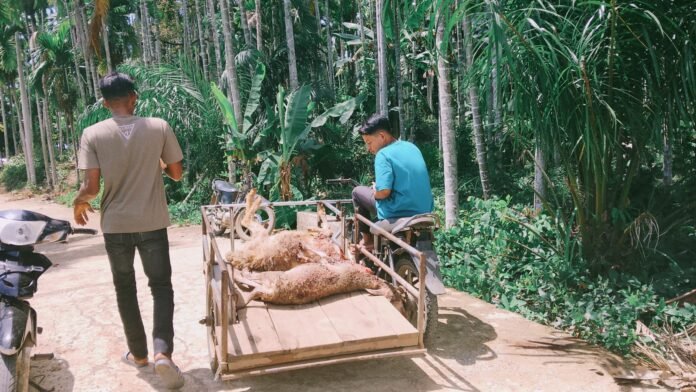 Daging Kurban Di Aceh Dari Dompet Dhuafa