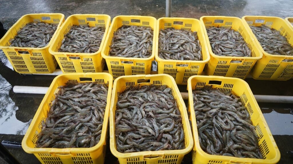 Panen udang Holopis