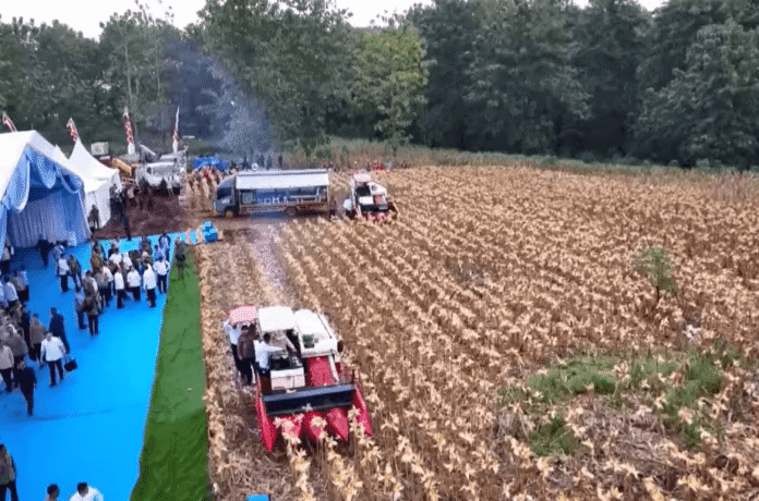 Panen Raya Jagung Di Tuban
