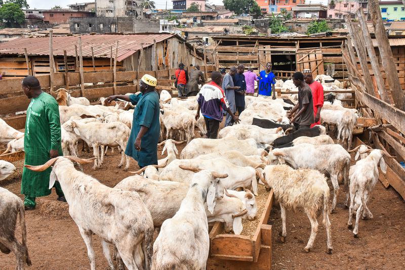 Jelang Idul Adha, Pasar Ternak di Kamerun dan Aljazair Dipadati Warga Muslim 2 Pasar Ternak di Kamerun Holopis.com