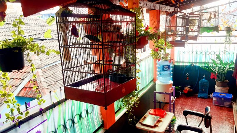 Pelihara Burung Holopis