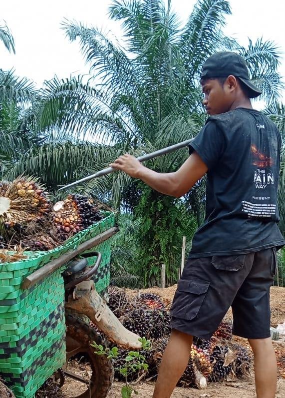 Petani Sawit Indonesia