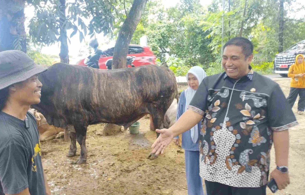 Sapi Kurban Prabowo Holopis 2