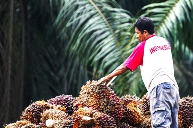 Petani Kelapa Sawit Holopis