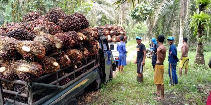 Petani Sawit
