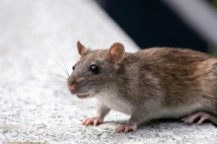 Tikus Ilustrasi Holopis