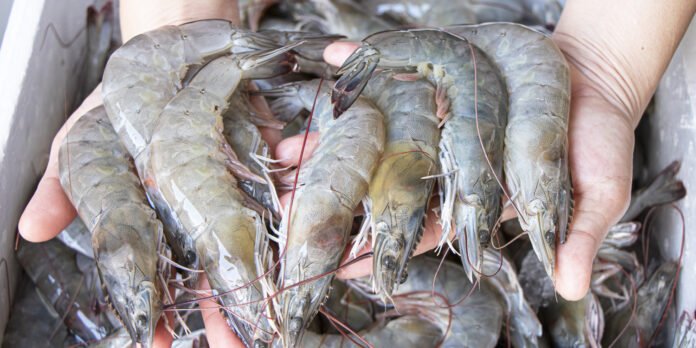 Ekspor Udang Holopis