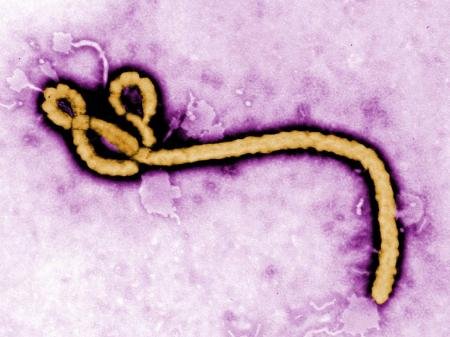 Virus Ebola Bundibugyo