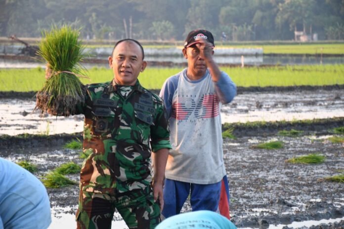 TNI dan Sawah Holopis