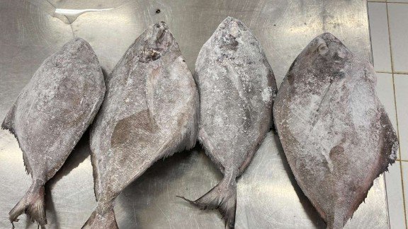 Bawal Hitam Papua Holopis