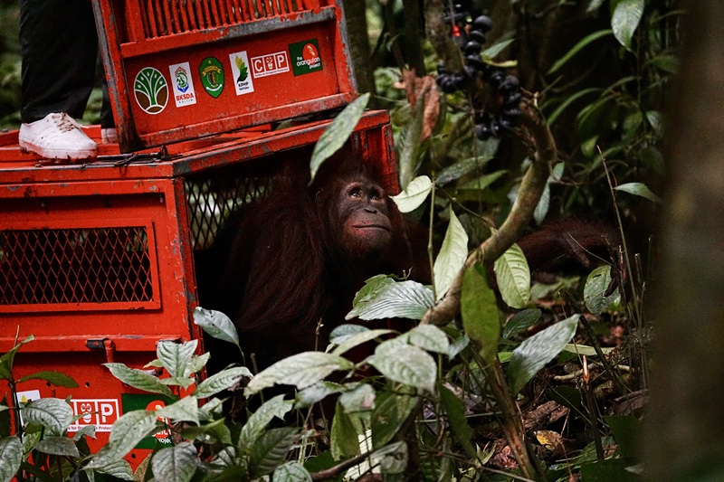 Individu Orangutan Yang Dilepasliarkan Ke Habitat Aslinya Di Hutan Lindung Gunung Batu Mesangat