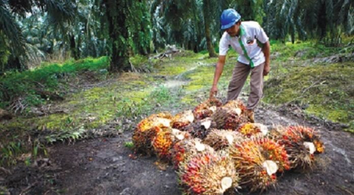 Sawit dan Petani Holopis