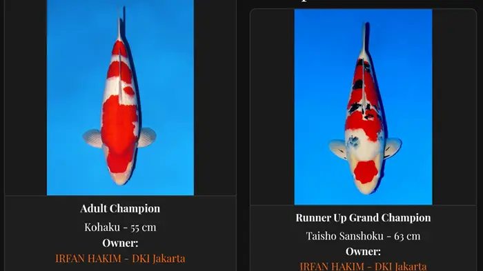 Ikan Koi Irfan Hakim
