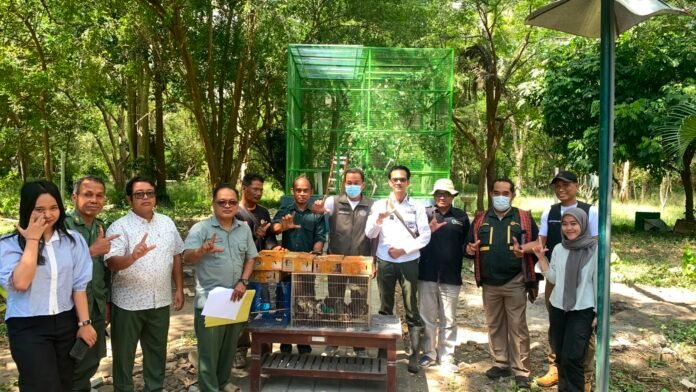Burung Curian Holopis