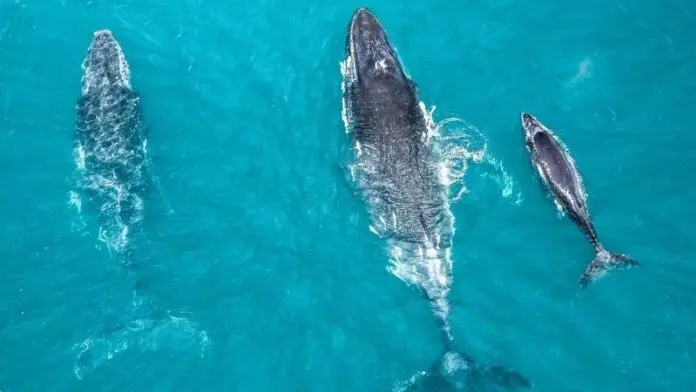 Humpback Whales Holopis