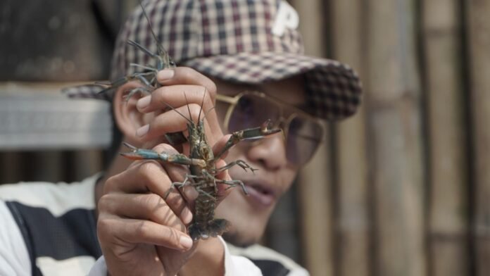 Pelatihan Budidaya Lobster Air Tawar Oleh Dompet Dhuafa Holopis