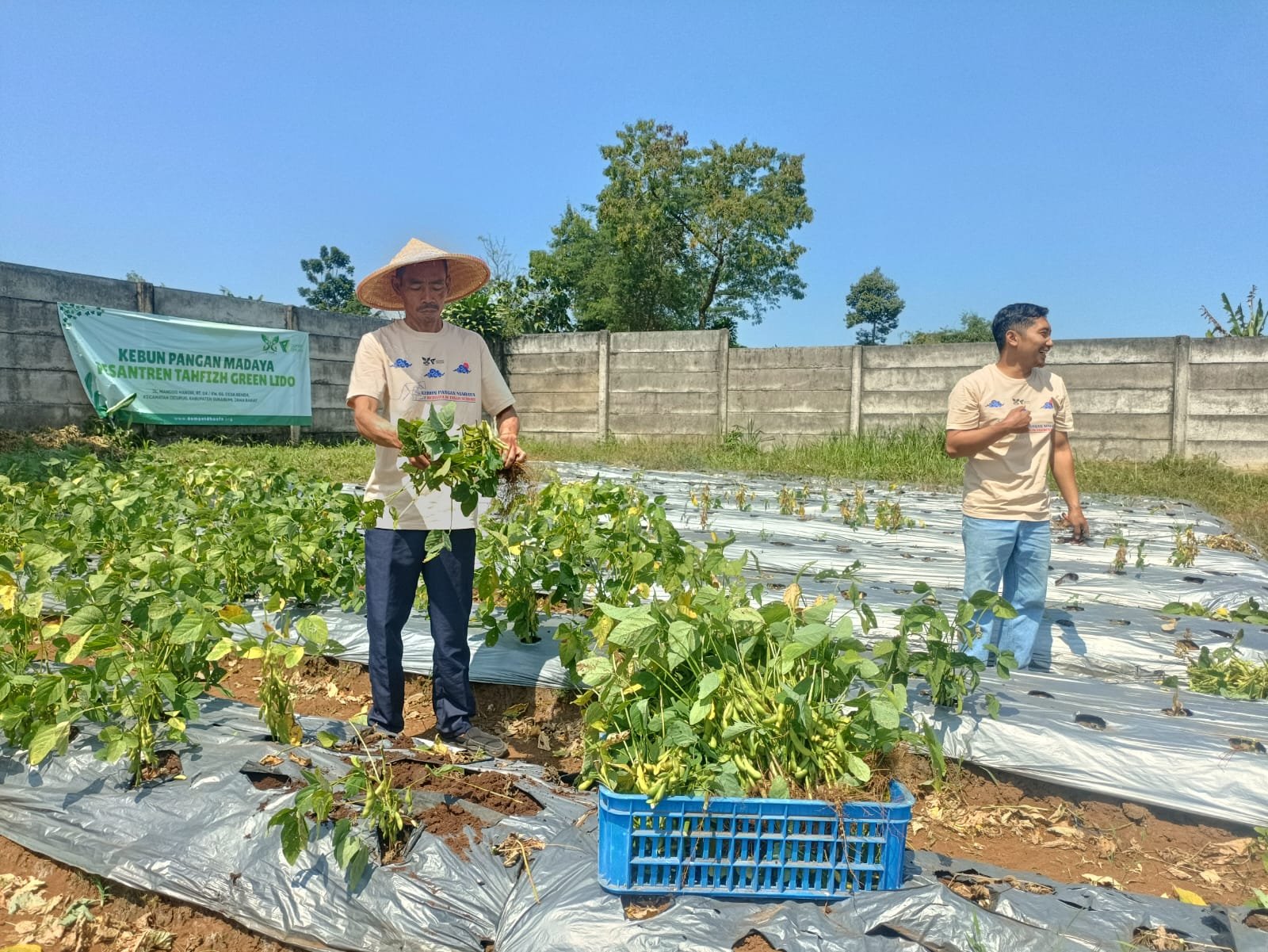 Petani Kebun Pangan Madaya Di Lido