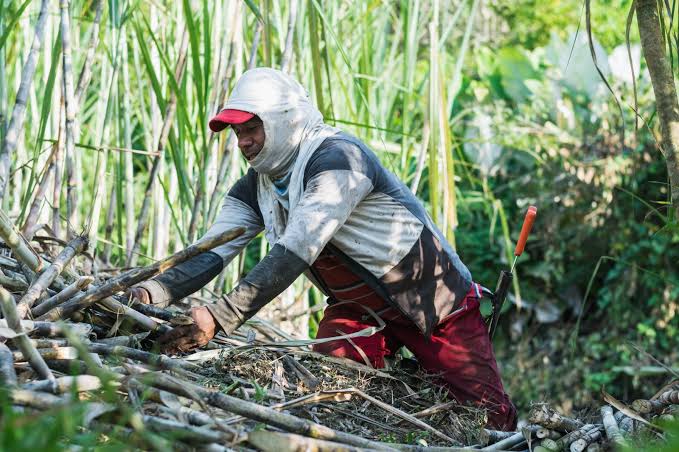 Petani Tebu Holopis Petani Tebu Holopis