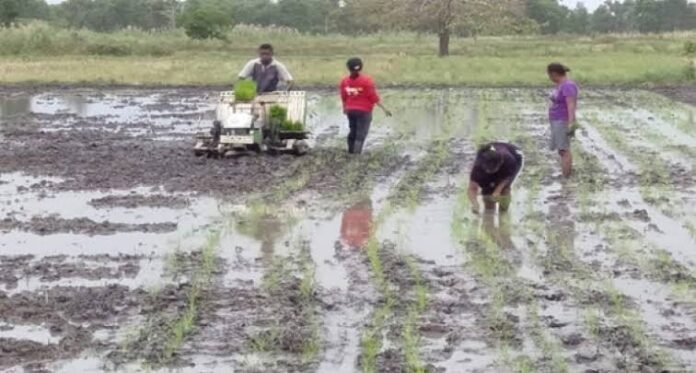 Pertanaman di Papua Selatan Holopis