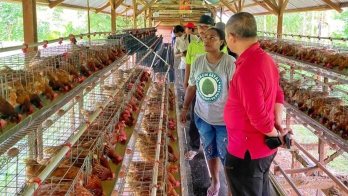 Peternak Ayam Di Papua Holopis