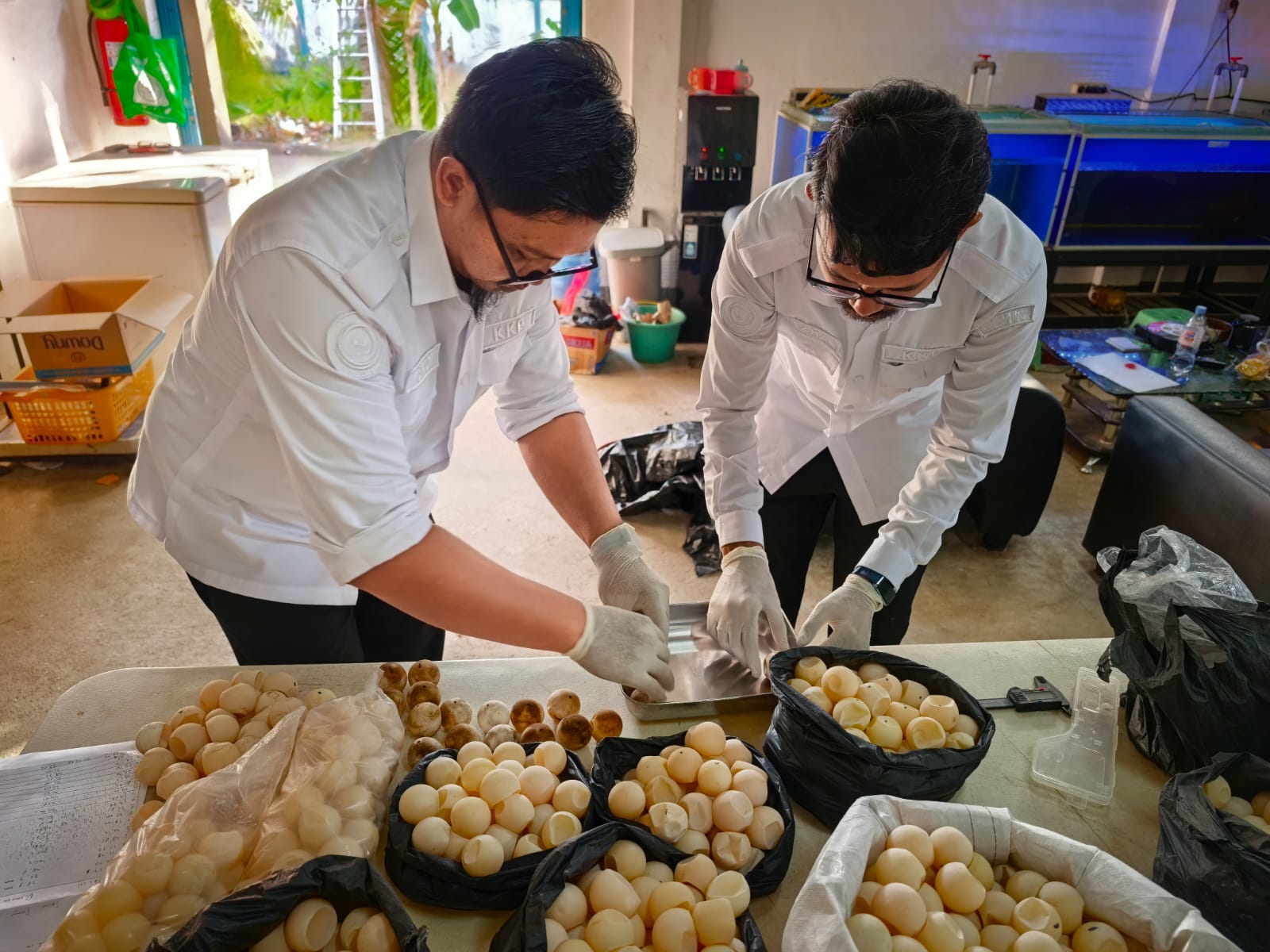 Penemuan telur Penyu Holopis