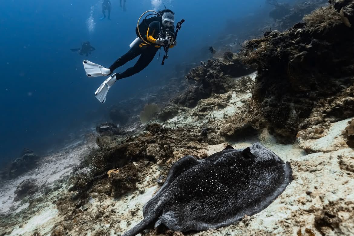 Maratua Dive Holopis