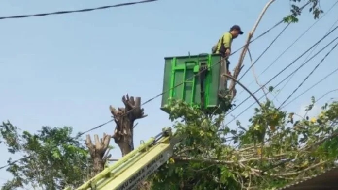 Pemkot Jakut Pangkas Ribuan Pohon Holopis