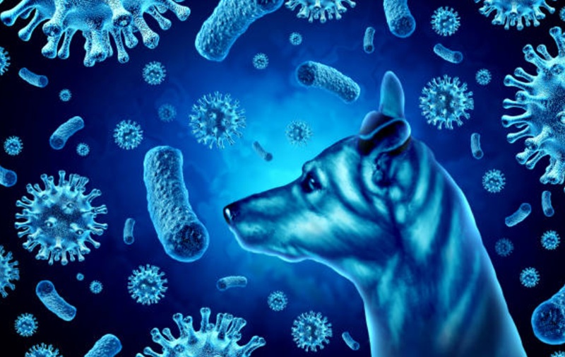 Holopis Ilustrasi Hari Rabies
