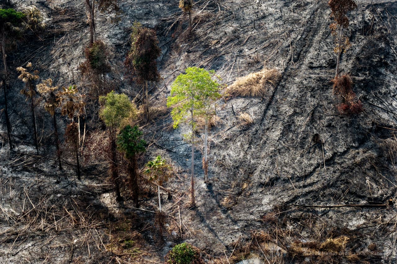 10 Water Bombing Di Lakukan dalam Penanganan Karhutla di IKN 1 Lahan Karhutla Di Ikn Holopis