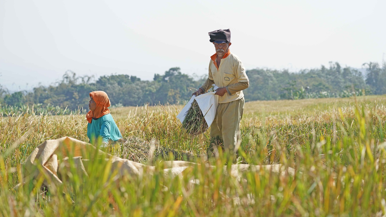 Petani Sedang Memanen Holopis