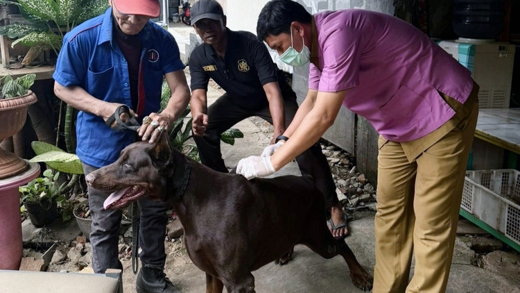 Vaksinasi Rabies Pada Anjing Holopis