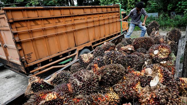 Petani Kelapa Sawit Holopis