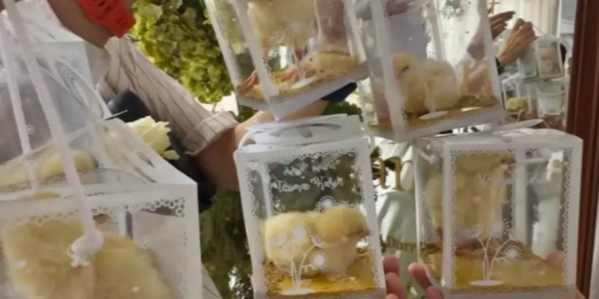 Souvenir Anak Ayam Holopis