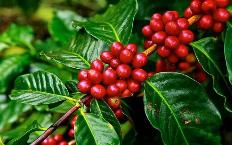Buah Kopi Holopis