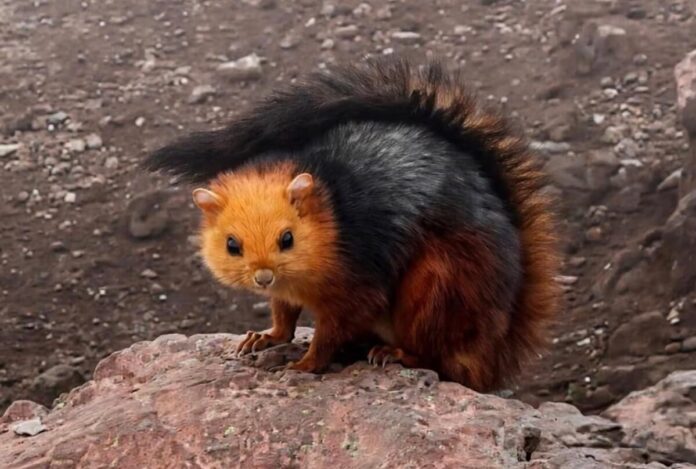 Callosciurus Prevostii Atau Tupai Prevost Holopis
