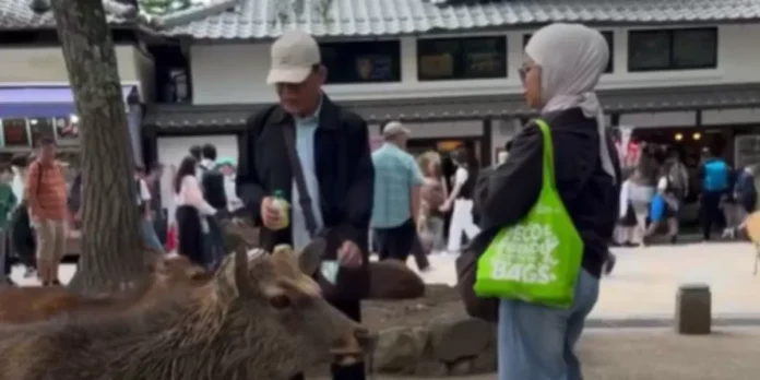Nara Park Holopis