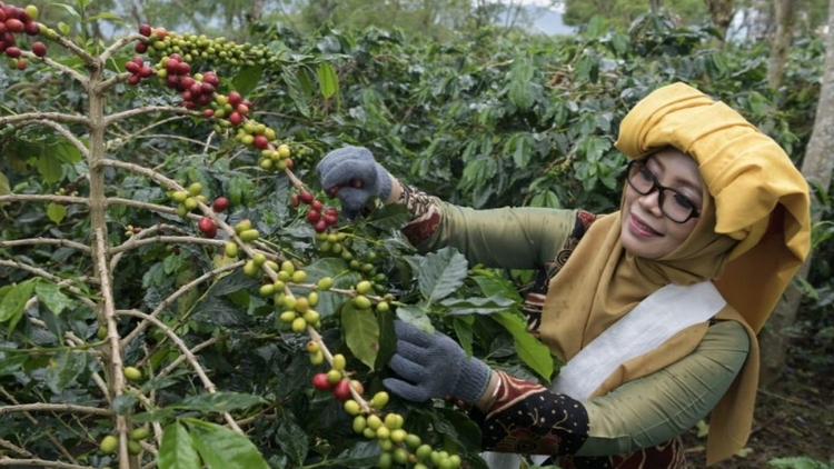 Petani Kopi Holopis
