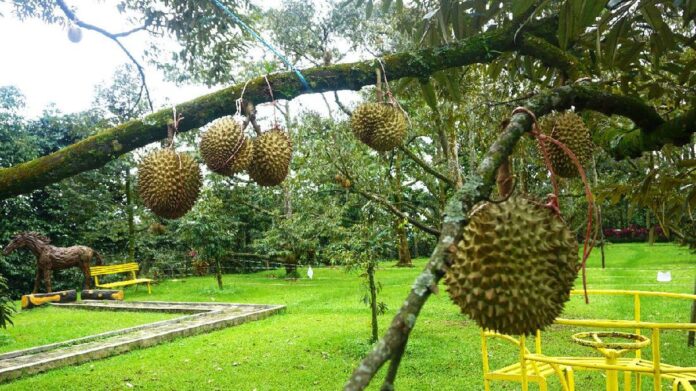 Kebun Durian Warso Farm Holopis