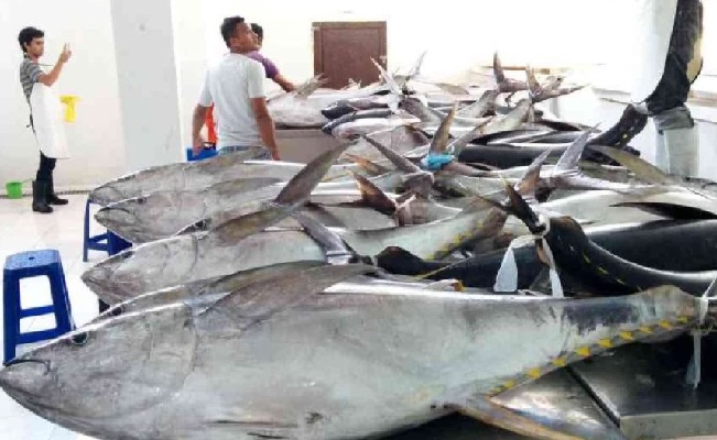 Tuna Segar Maluku Holopis